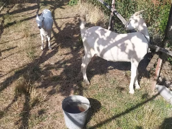 Էգ այծ, LaMancha goats