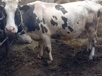 ԽՍԿ (խումբ, սեռը նշված չէ), Russian Black pied cattle — լուսանկար 1