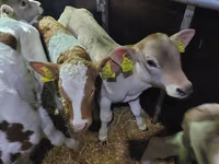 Ցուլ, Simmental cattle — լուսանկար 3