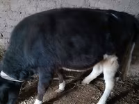 Bovinos (lote, sexo no especificado), Russian Black pied cattle — foto 4