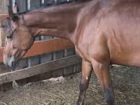 Бие, French Trotter — 3-сурет