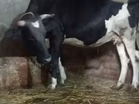गाय, Russian Black pied cattle — फ़ोटो 3