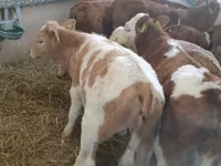 Ցուլ, Simmental cattle — լուսանկար 3