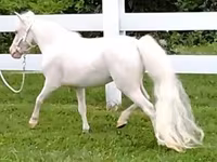 فرس, Miniature horse — الصورة 4