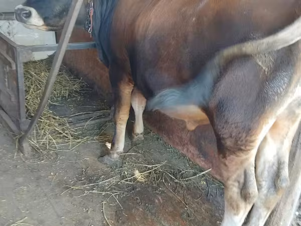 सांड, जर्सी नस्ल