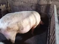 मादा सूअर, सूअर — फ़ोटो 4