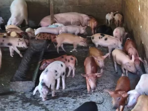 Säue, Schweine — Armenien
