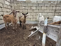 Էգ այծ, Saanen goat — լուսանկար 1