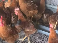 Chickens — foto 3