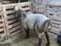 Ram, Sheep — photo 5