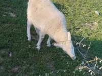 Էգ այծ, Russian White goat — լուսանկար 1