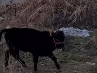 Ցուլ, Swedish red cattle — լուսանկար 1