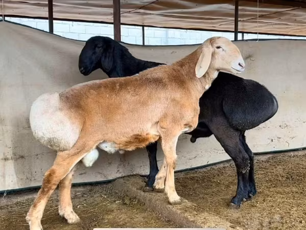 Ram, Sheep