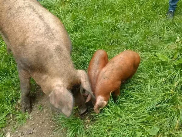 Boar, Дюрок
