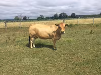 母牛, Partenaise cattle — 照片 1