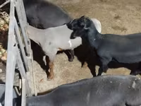 Ram, Hissar sheep — photo 2