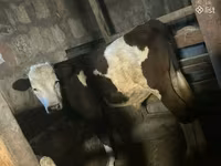 ثور, الماشية — الصورة 2