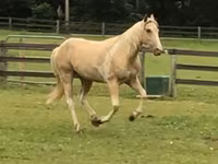 Ձի, Racking Horse — լուսանկար 3