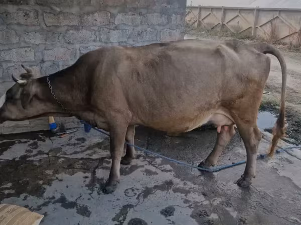 Vaca, Ganado vacuno