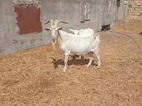 Արու այծ, Saanen goat — լուսանկար 2