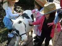 Ձի, Miniature horse — լուսանկար 3