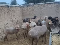 Ոչխար, Arashan sheep — լուսանկար 8