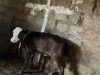 Կով, Խոշոր եղջերավոր — լուսանկար 4