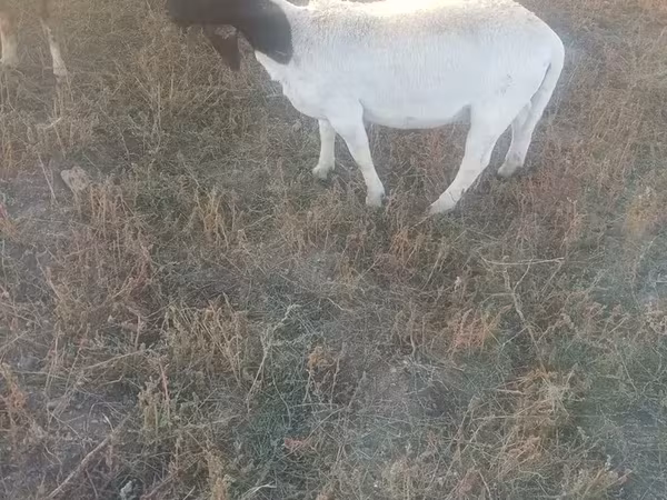 Ոչխար, Dorper sheep — Հայաստան