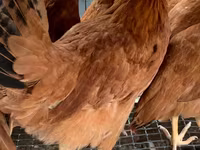 Chickens — फ़ोटो 4