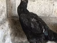 Ayam Cemani — Foto 2