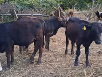 Bull, Cattle — photo 1