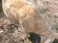 كبش, الأغنام — الصورة 2