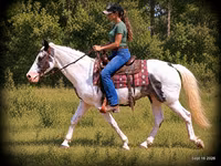 Hengst, National Show Horse — Foto 4