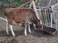 Bull, Cattle — photo 5