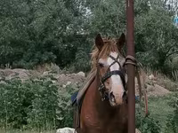 Cavalo, Cavalos — foto 1