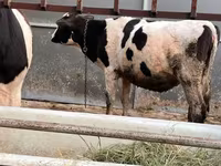 Bulle, Russian Black pied cattle — Foto 7