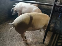 Էգ խոզ, Ландрас — լուսանկար 2