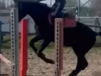 公马, Hungarian horse breed — 照片 4