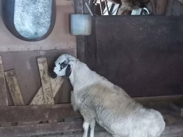 Carnero, Ovejas