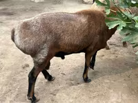 Ram, Sheep — photo 8