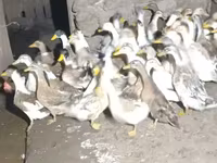 Ducks — լուսանկար 2