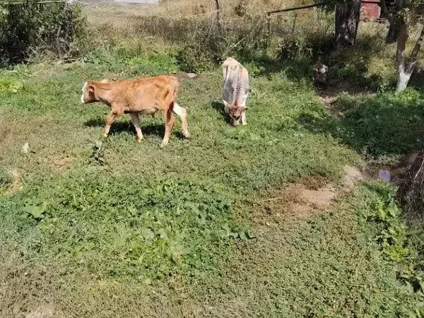 Bull, Cattle — Armenia