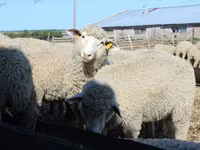Ram, Kuibyshev sheep — photo 1