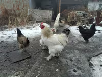 Brahma — Foto 1