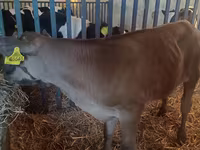 Ցուլ, Simmental cattle — լուսանկար 5
