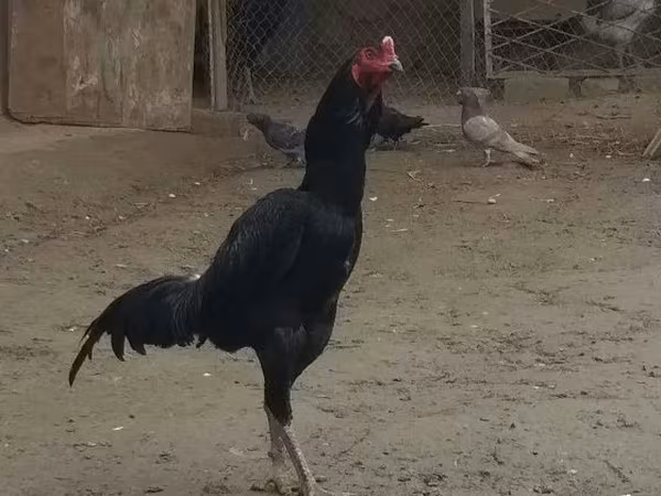 Chickens
