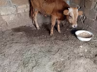 सांड, मवेशी — फ़ोटो 4