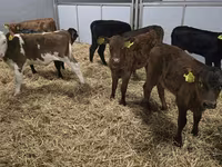 Կով, Simmental cattle — լուսանկար 4