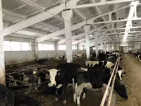 Կով, Yaroslavl cattle — լուսանկար 6