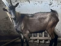 Արու այծ, Oberhasli goats — լուսանկար 1